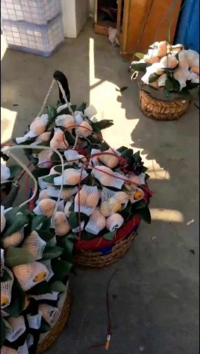 枇杷