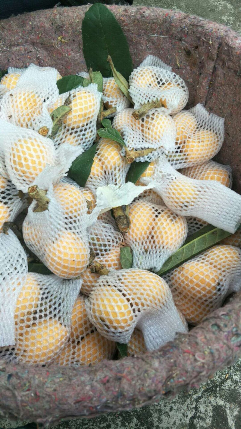 枇杷