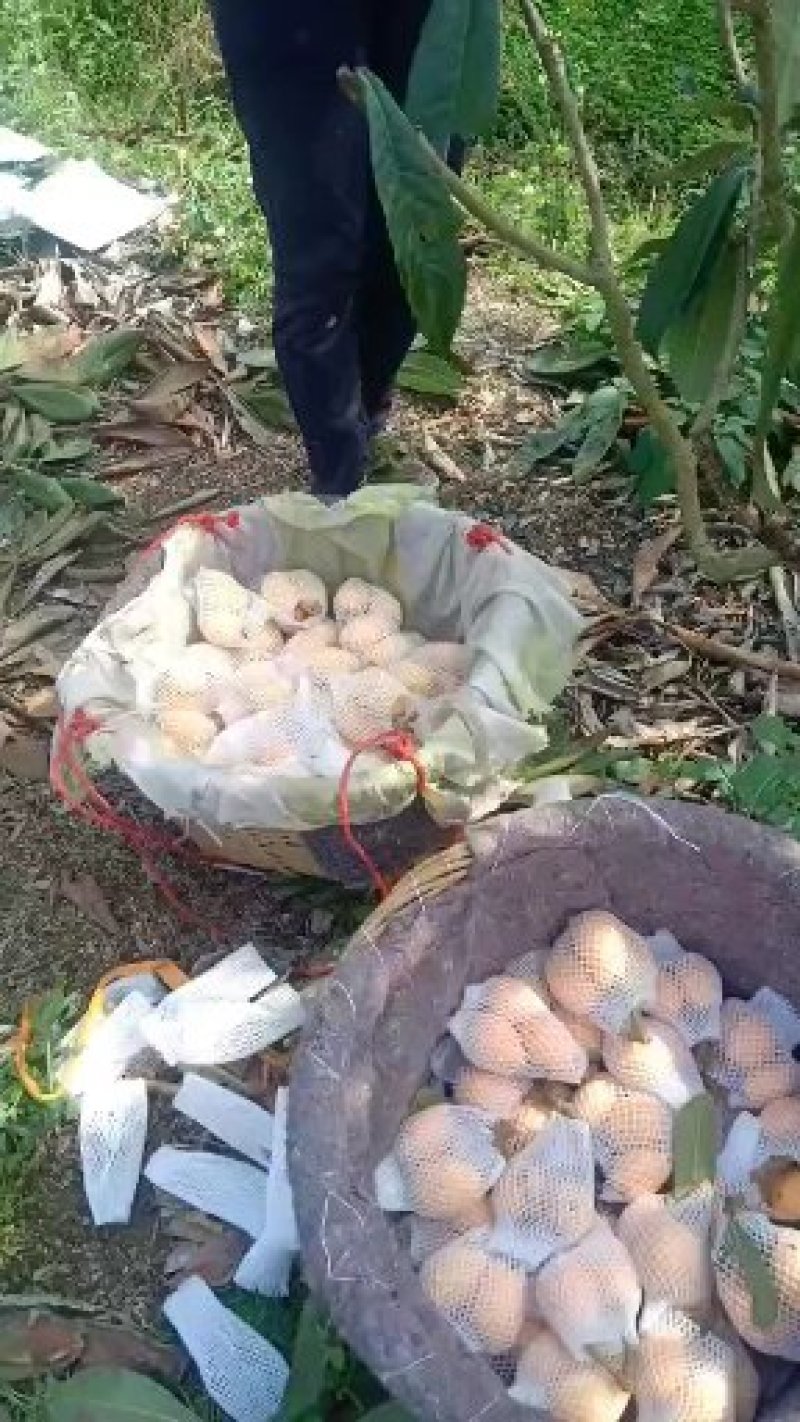枇杷
