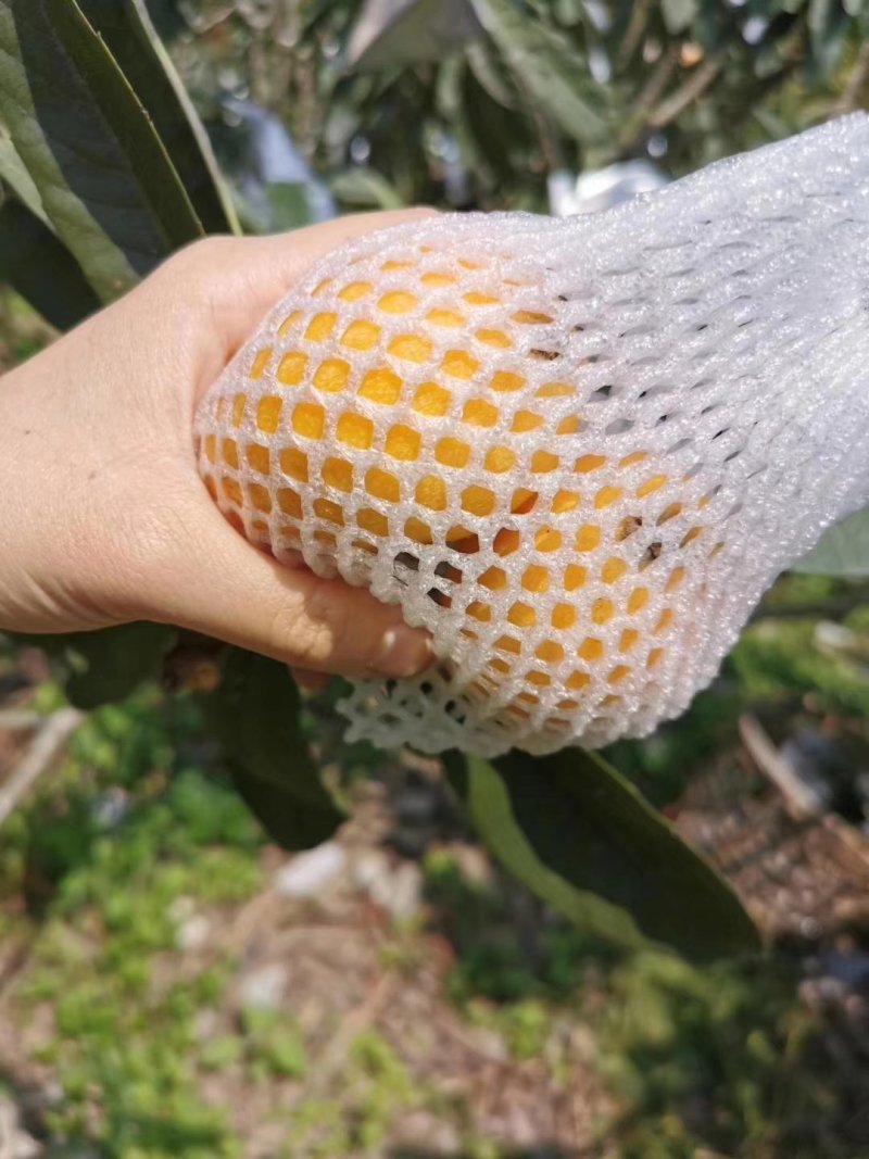 枇杷