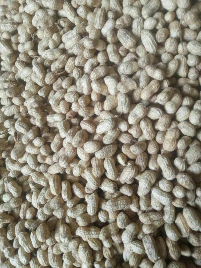 花生各种各样的电商美团档口直供。，有干果。鲜货。