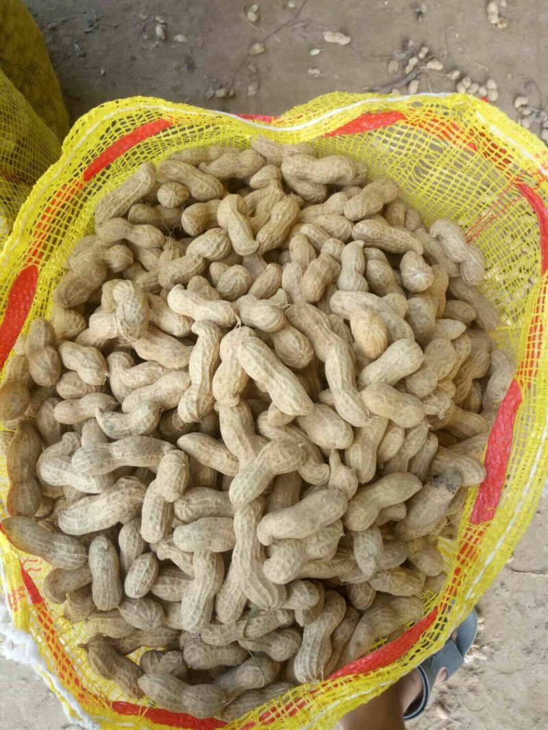 花生各种各样的电商美团档口直供。，有干果。鲜货。