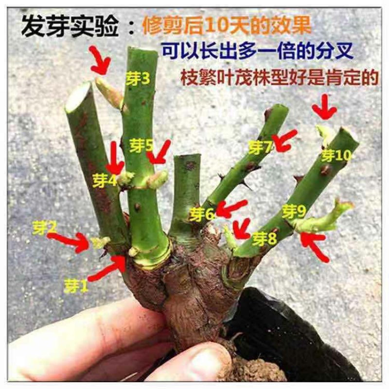 玫瑰花根玫瑰花苗大小规格齐全庭院阳台种植量大优惠