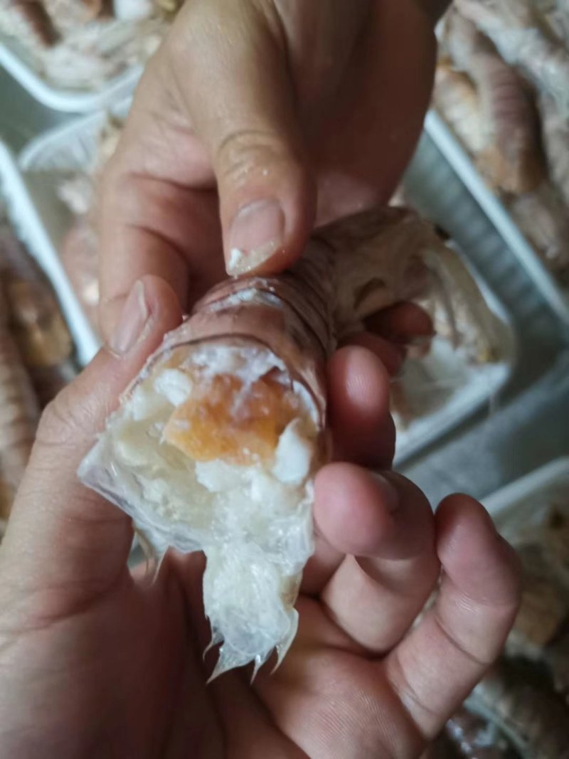 皮皮虾