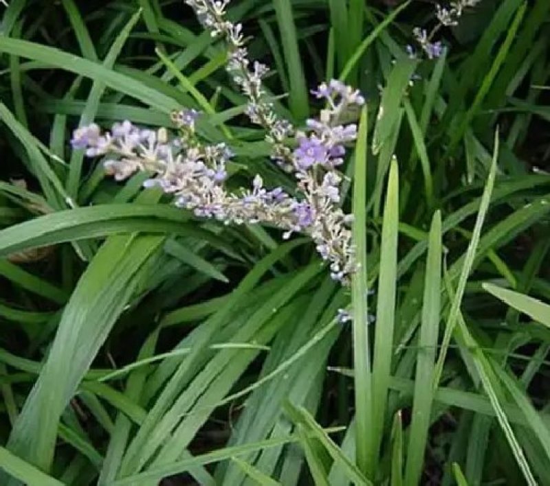 兰花三七金边麦冬矮麦冬草日本矮生麦冬草植物兰花三七苗
