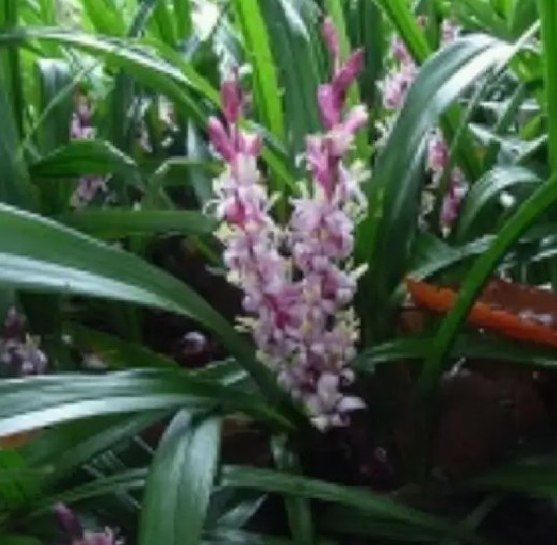 兰花三七金边麦冬矮麦冬草日本矮生麦冬草植物兰花三七苗