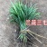 兰花三七金边麦冬矮麦冬草日本矮生麦冬草植物兰花三七苗