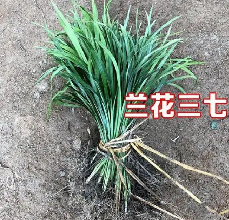兰花三七金边麦冬矮麦冬草日本矮生麦冬草植物兰花三七苗