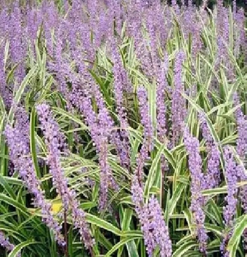 兰花三七金边麦冬矮麦冬草日本矮生麦冬草植物兰花三七苗
