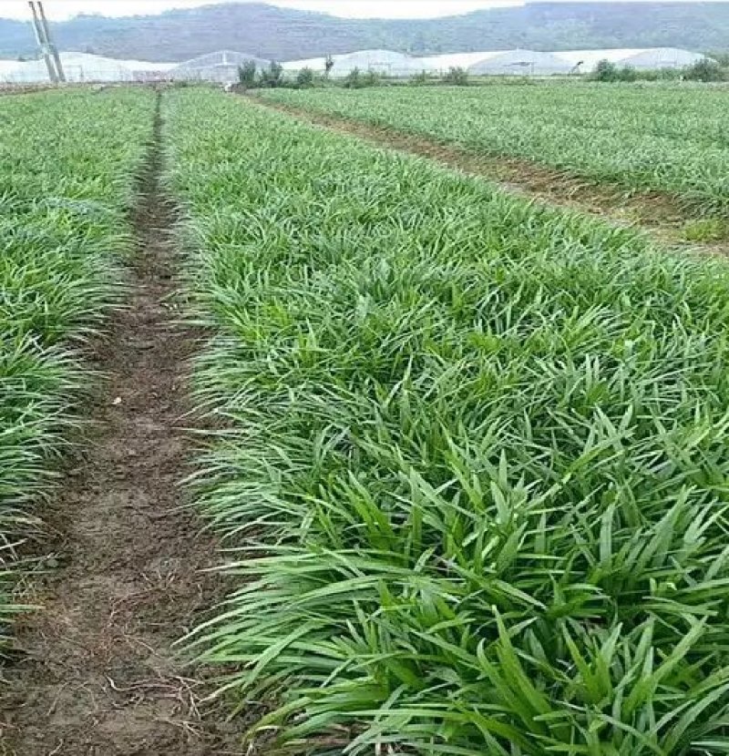 兰花三七金边麦冬矮麦冬草日本矮生麦冬草植物兰花三七苗