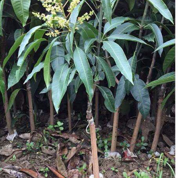 芒果苗正宗嫁接金煌芒果四季芒