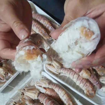 皮皮虾