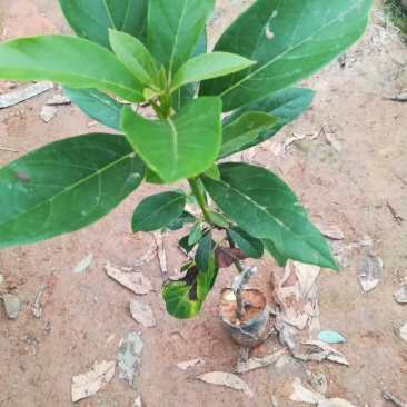 墨西哥牛油果树苗南方北方种植嫁接鳄梨苗当年结果庭院盆栽
