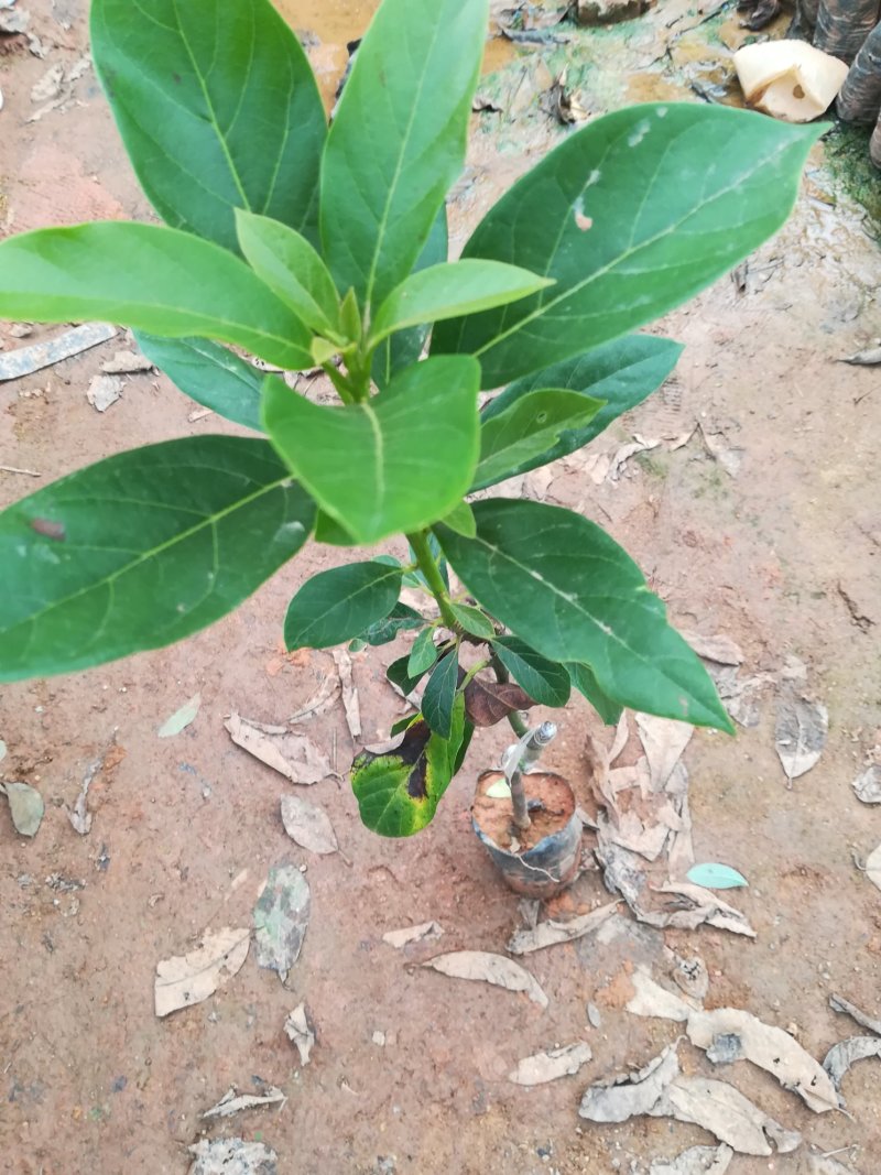墨西哥牛油果树苗南方北方种植嫁接鳄梨苗当年结果庭院盆栽