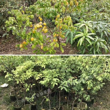 台湾甜杨桃嫁接树苗庭院植物行道树木嫁接果树苗杨桃当