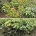 台湾甜杨桃嫁接树苗庭院植物行道树木嫁接果树苗杨桃当