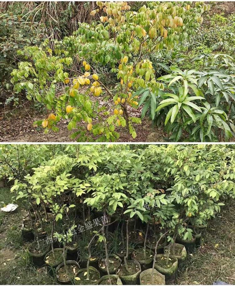 台湾甜杨桃嫁接树苗庭院植物行道树木嫁接果树苗杨桃当