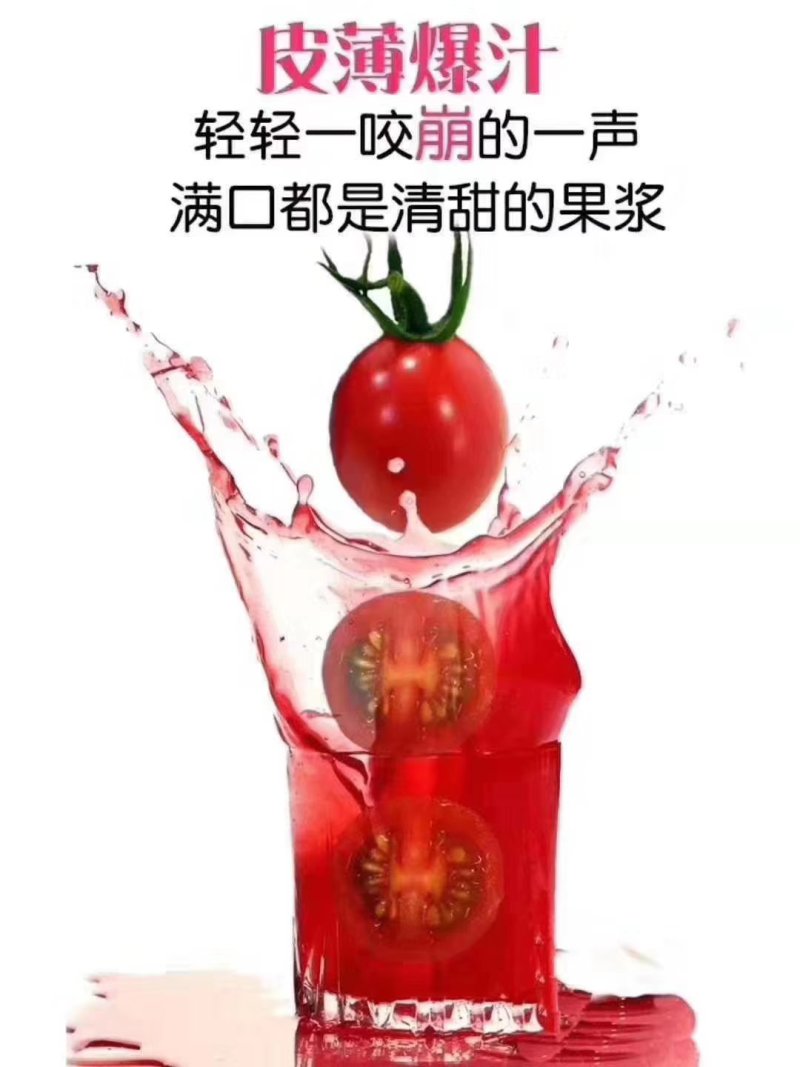 圣女果大量低价供货，千禧，贝贝，圆粉一手货源