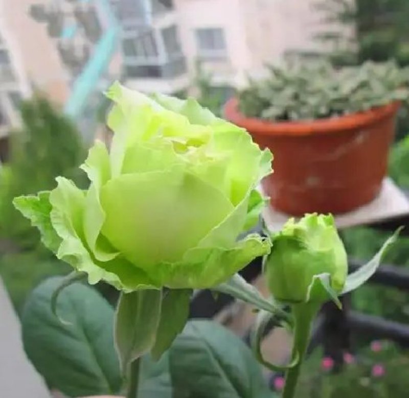 大花月季花苗盆栽月季苗四季开花花卉浓香欧月阳台庭院