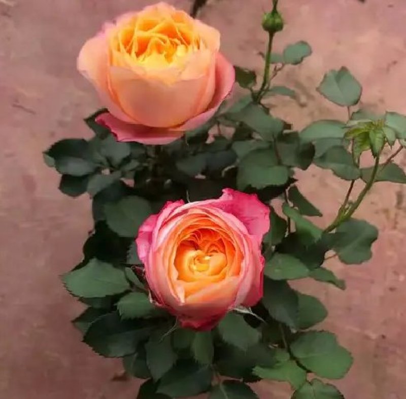 大花月季花苗盆栽月季苗四季开花花卉浓香欧月阳台庭院
