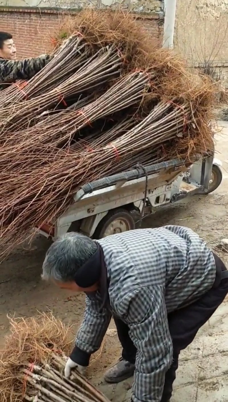 沙金红杏树苗辽南名杏品种纯真基地现起现发货成活率高