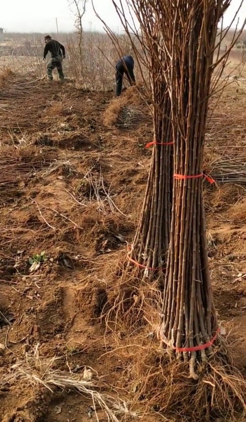 沙金红杏树苗辽南名杏品种纯真基地现起现发货成活率高