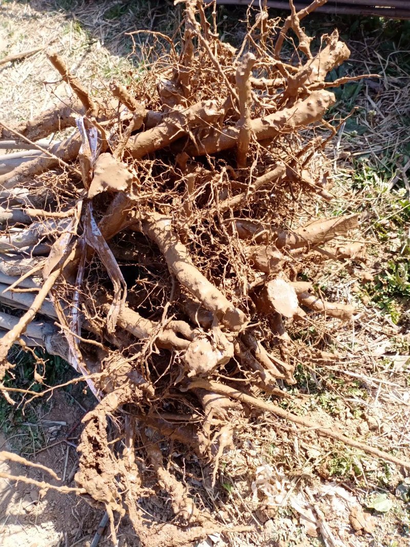 变色红枫三色红枫随时保湿发货保湿发货