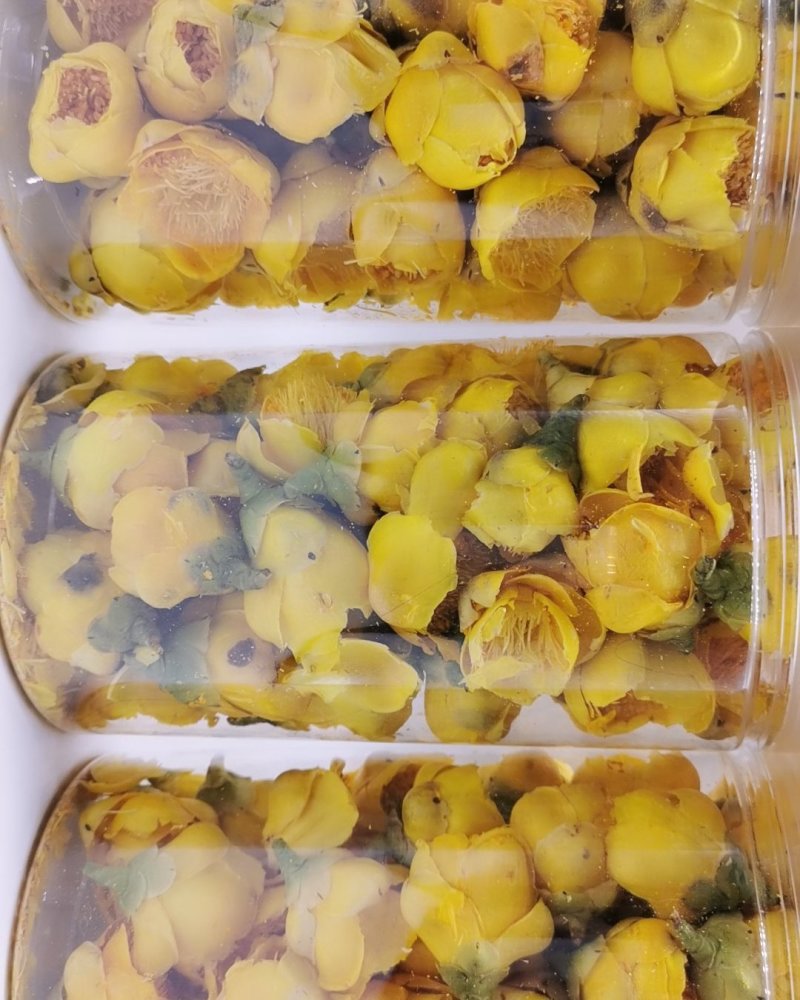 金花茶广西十万大金花茶产地直销量大从优批发零售常年供应