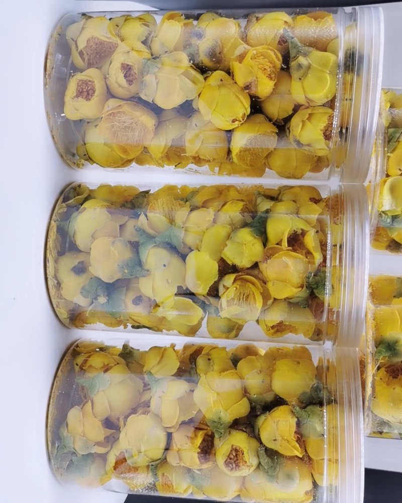 金花茶广西十万大金花茶产地直销量大从优批发零售常年供应