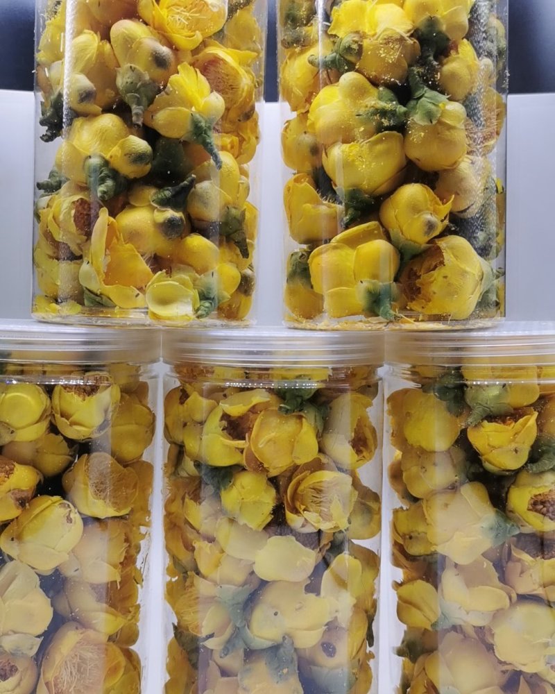 金花茶广西十万大金花茶产地直销量大从优批发零售常年供应