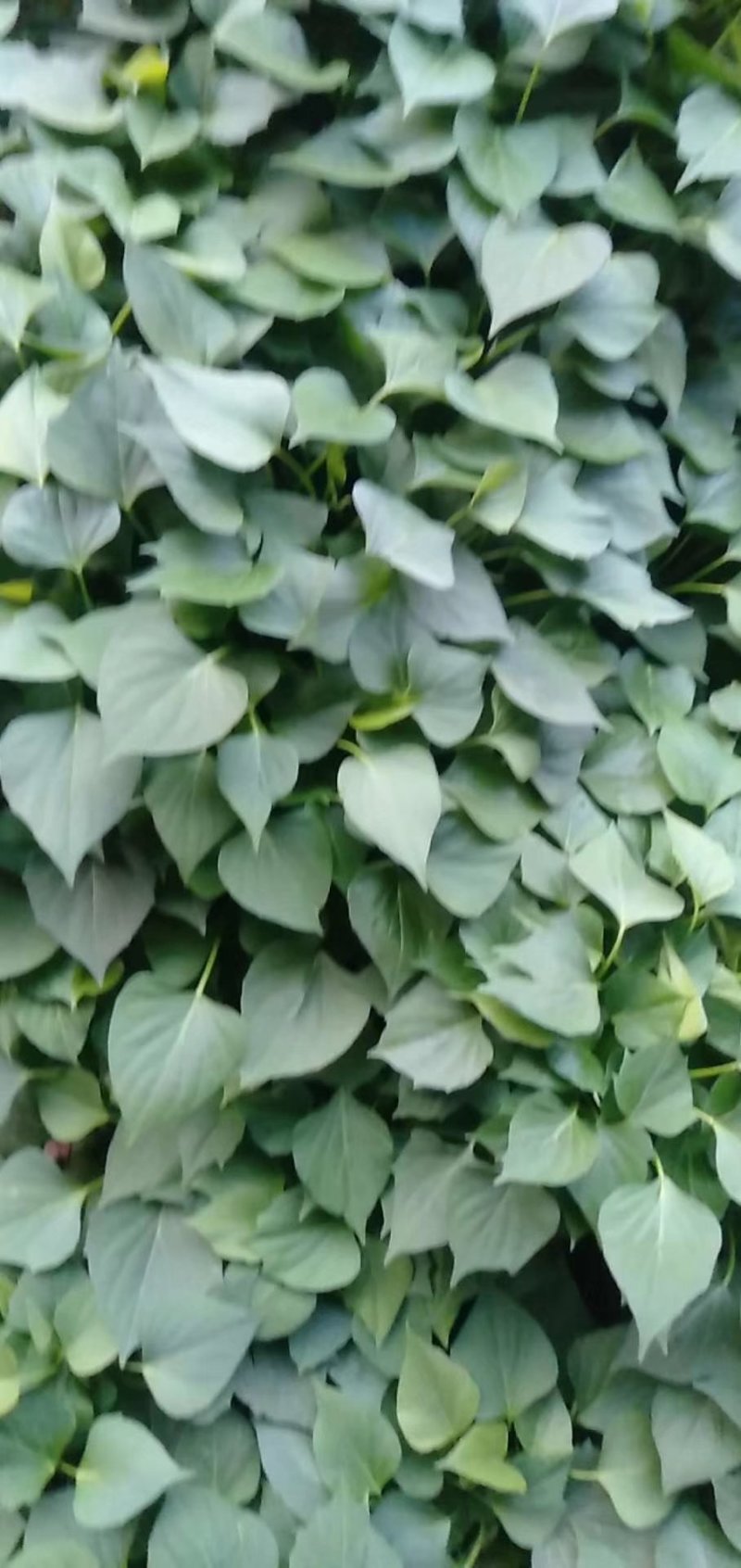 吴氏薯业大量供应各种红薯苗几十个品种。。。。