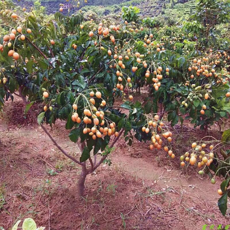 黄皮果苗正宗嫁接大鸡心黑黄皮