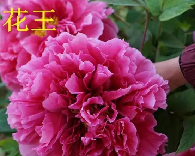 牡丹种子大花重瓣洛阳红牡丹花苗种籽四季播庭院阳台盆栽花卉