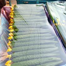 郑州中牟顶花密刺黄瓜大量上市一手货源产地直发