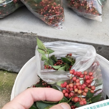花椒树苗两年苗一米，大红袍花椒苗保湿邮寄价格便宜