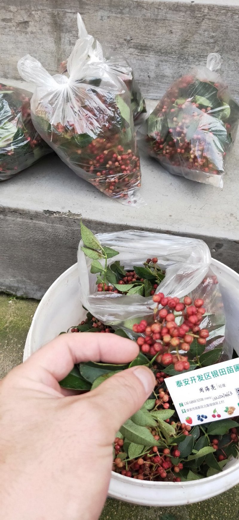 花椒树苗两年苗一米，大红袍花椒苗保湿邮寄价格便宜