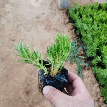 佛甲草多年生草本绿化苗木欢迎实地看货