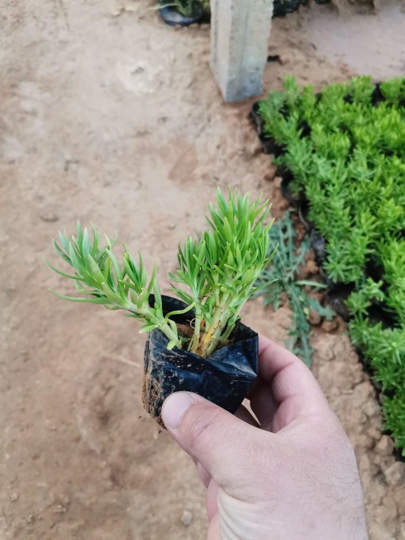 佛甲草多年生草本绿化苗木欢迎实地看货