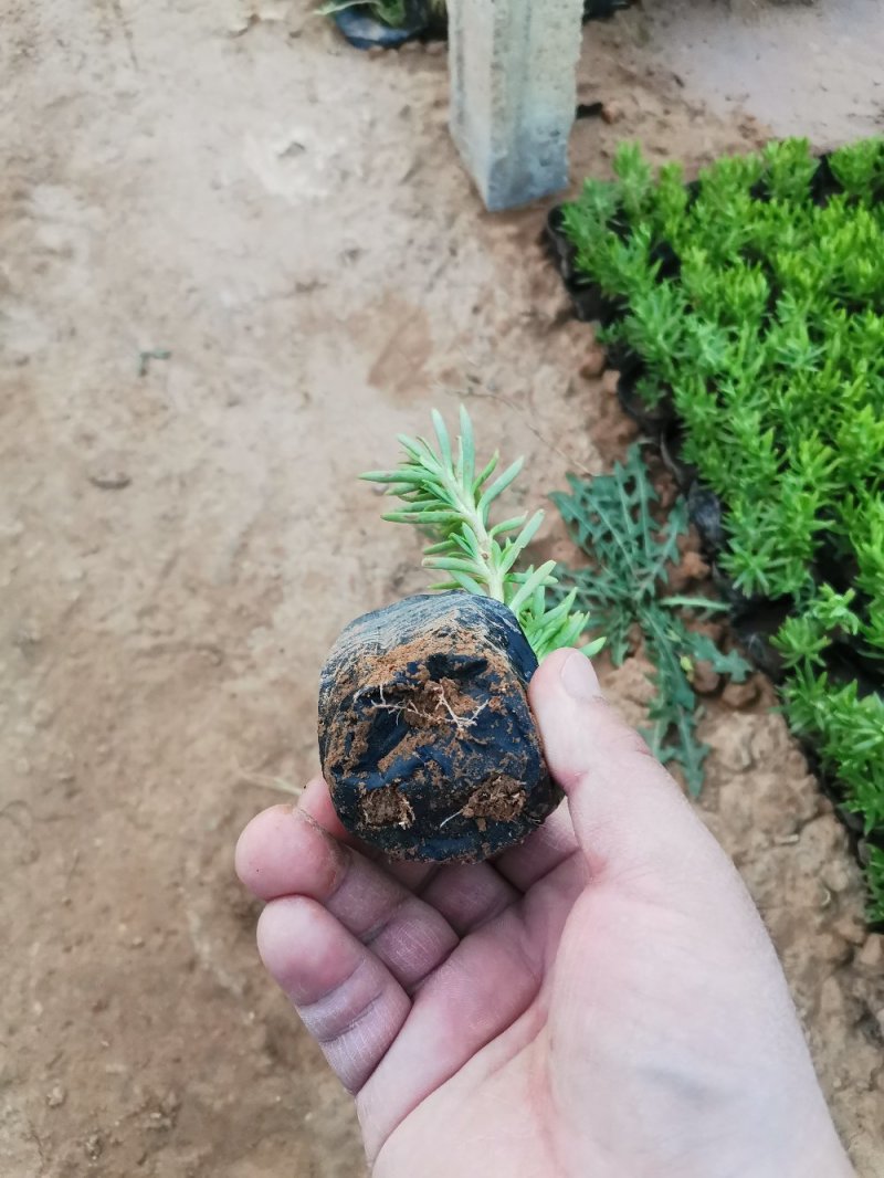 佛甲草多年生草本绿化苗木欢迎实地看货