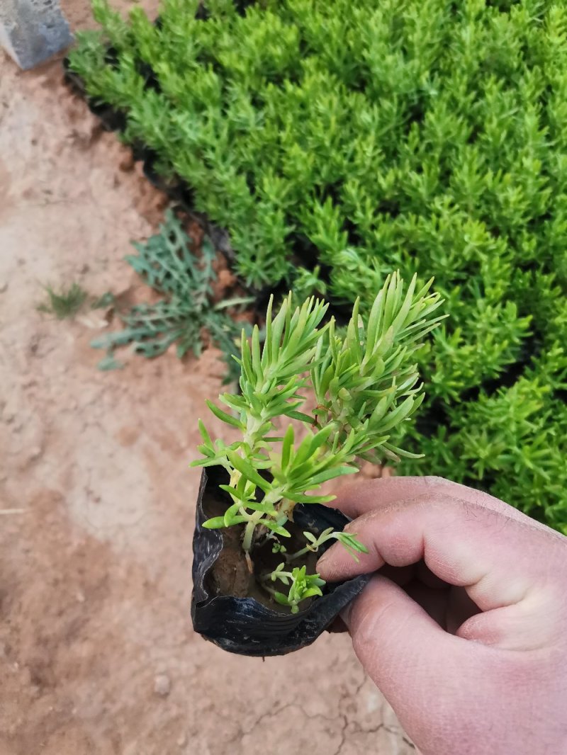 佛甲草多年生草本绿化苗木欢迎实地看货