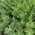 佛甲草多年生草本绿化苗木欢迎实地看货