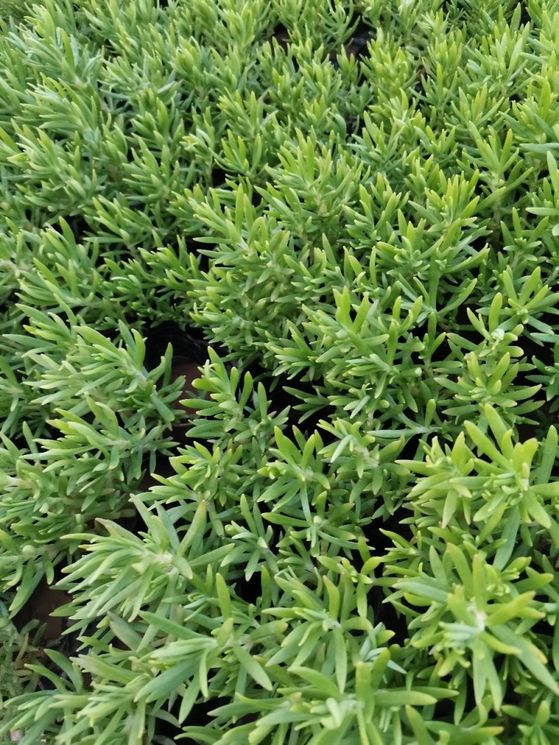 佛甲草多年生草本绿化苗木欢迎实地看货