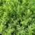 佛甲草多年生草本绿化苗木欢迎实地看货