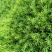 佛甲草多年生草本绿化苗木欢迎实地看货