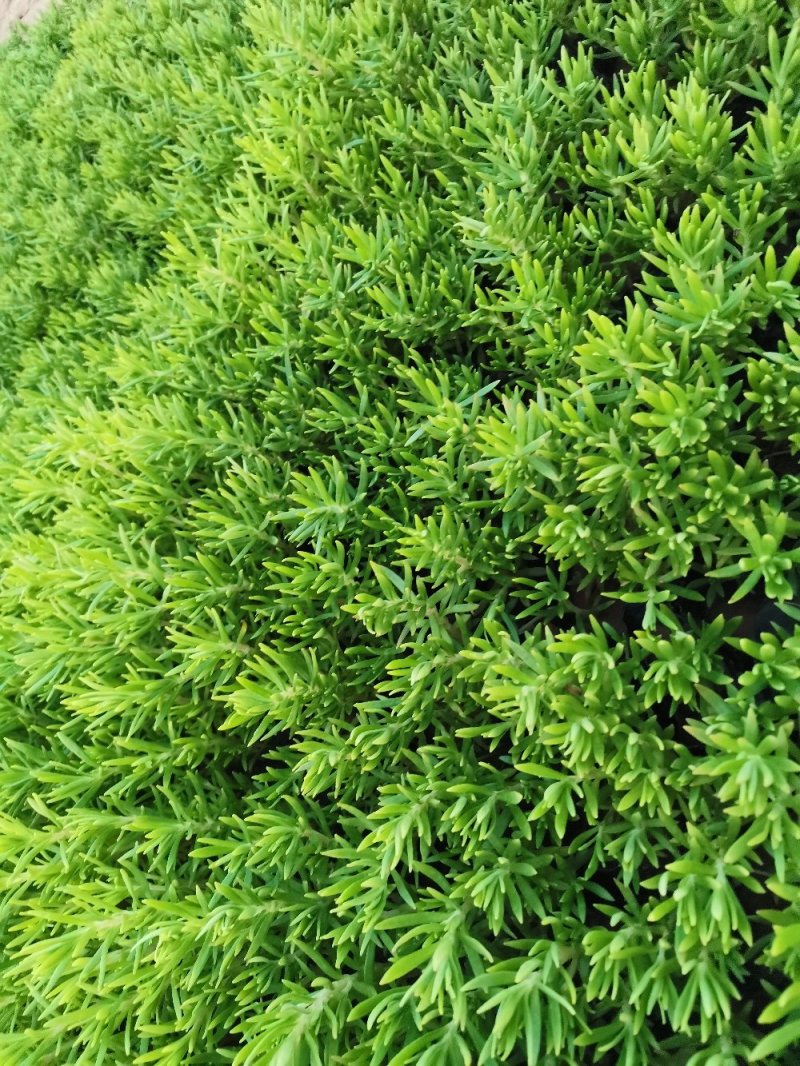 佛甲草多年生草本绿化苗木欢迎实地看货