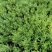 佛甲草多年生草本绿化苗木欢迎实地看货