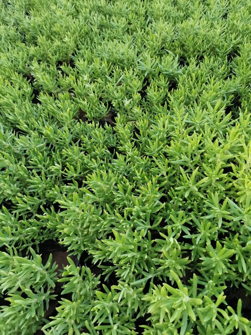 佛甲草多年生草本绿化苗木欢迎实地看货