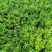 佛甲草多年生草本绿化苗木欢迎实地看货