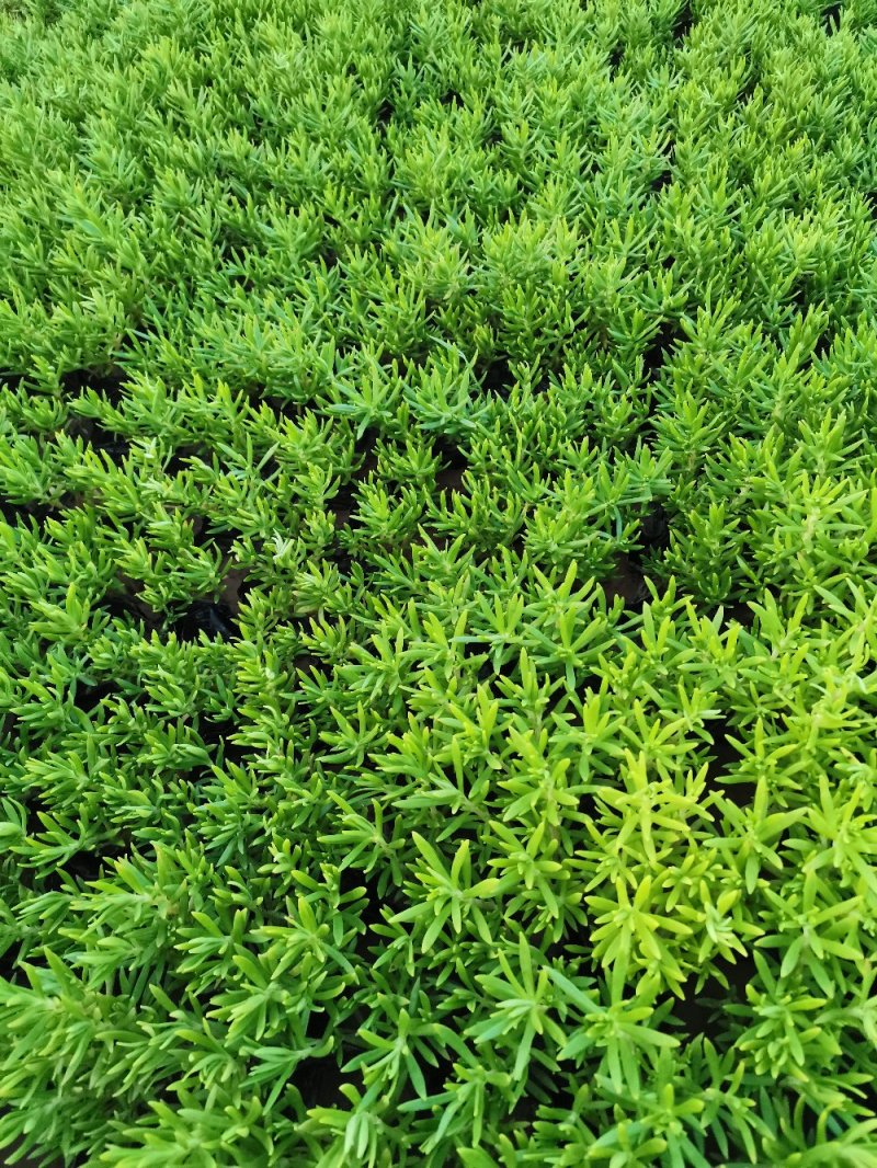 佛甲草多年生草本绿化苗木欢迎实地看货