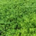 佛甲草多年生草本绿化苗木欢迎实地看货